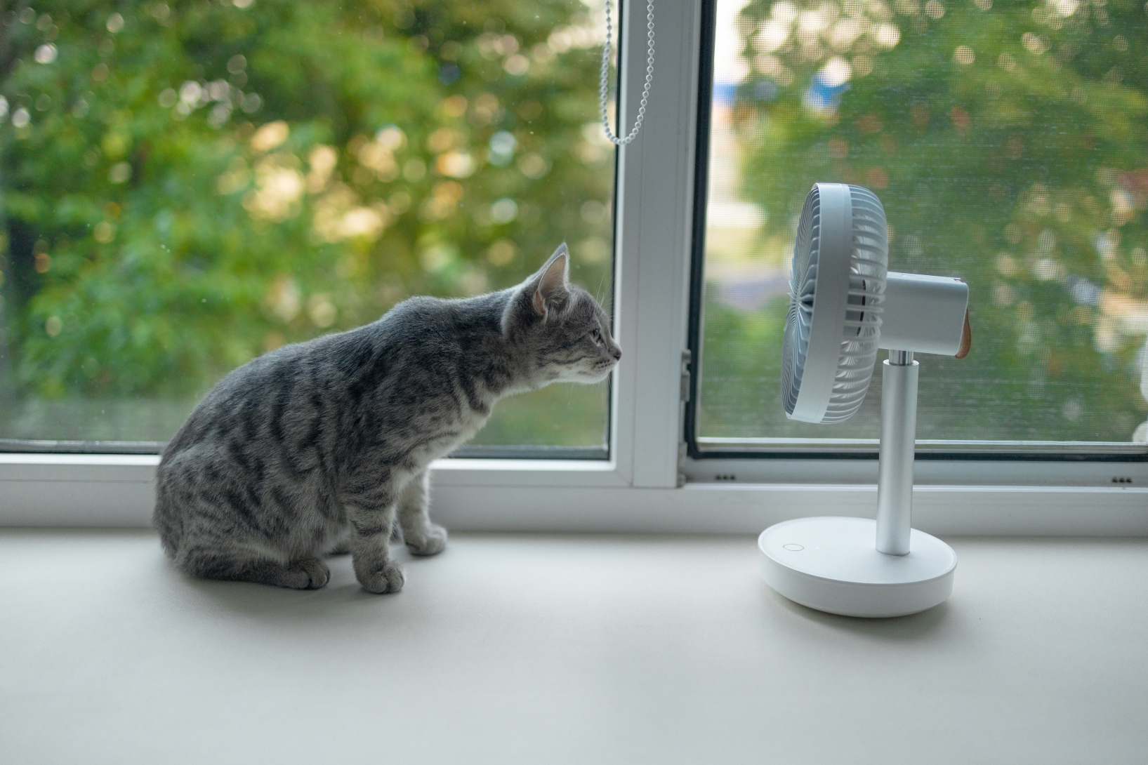 Why Your Pets Need Air Conditioning