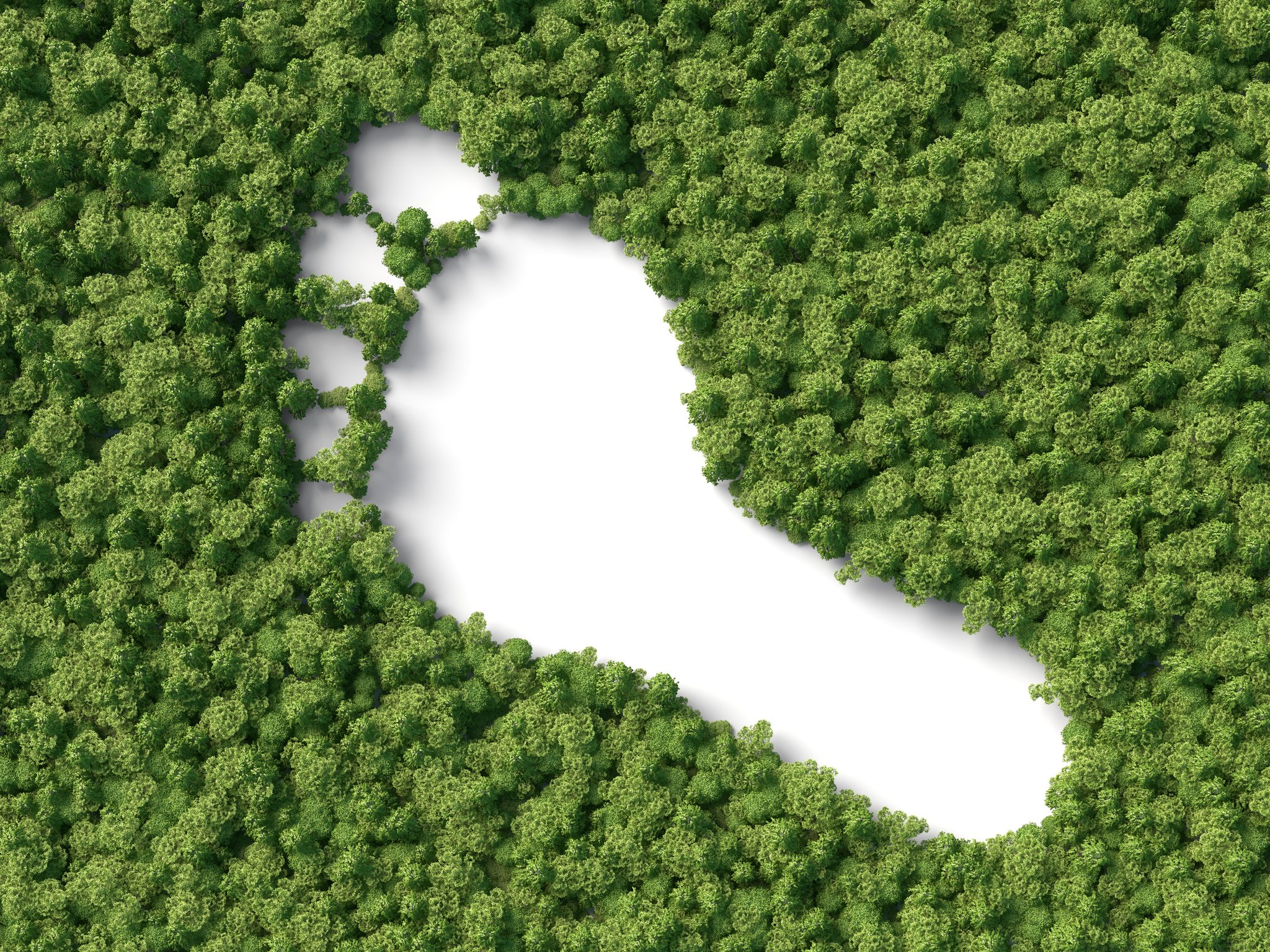 How to Reduce Your Company's Carbon Footprint